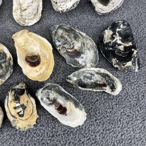 Vintage Oyster Shells Lot 20 Natural Bulk Decor Craft 1-5 Inches Assorted Sizes - Picture 13 of 16